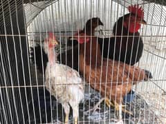 4 Hens for sale in good price