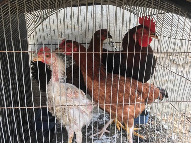 4 Hens for sale in good price 1