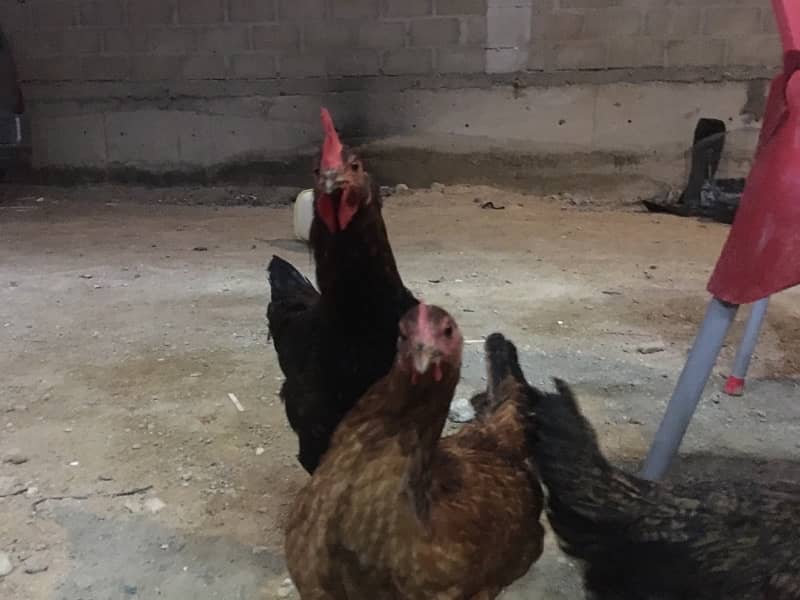 4 Hens for sale in good price 3