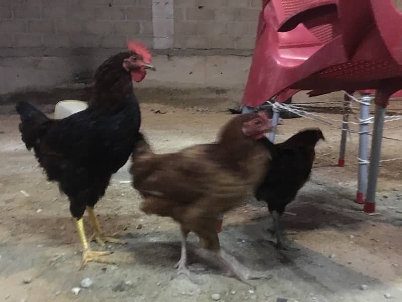 4 Hens for sale in good price 4