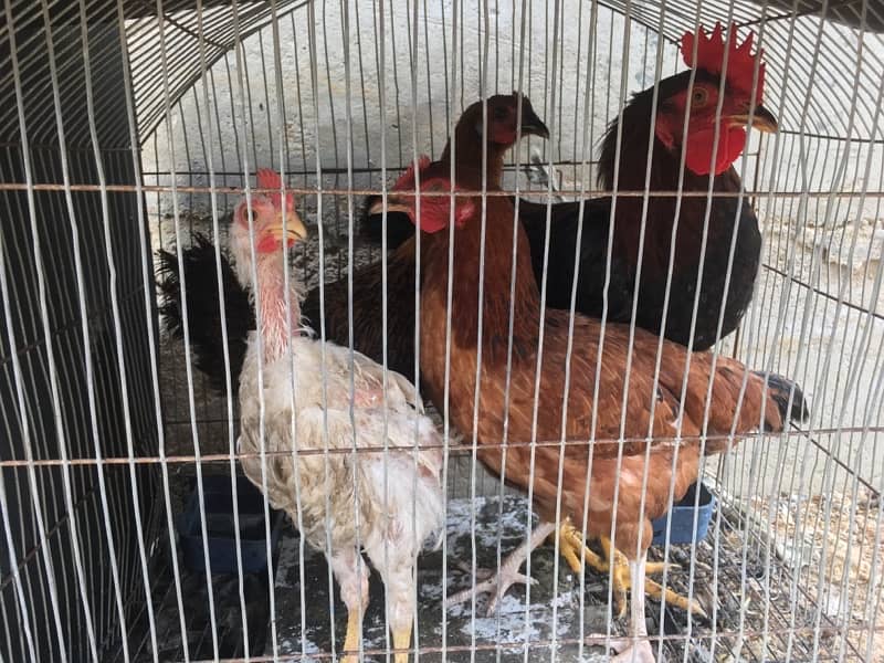 4 Hens for sale in good price 6