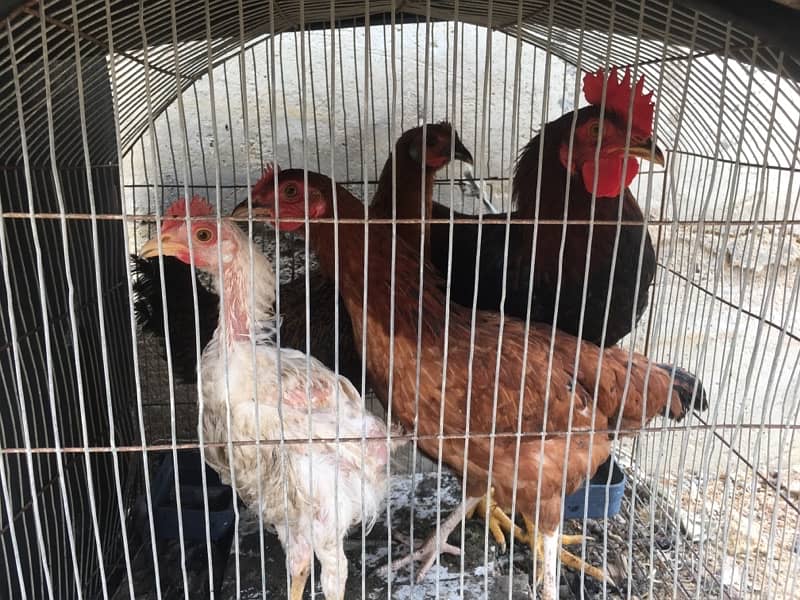4 Hens for sale in good price 7
