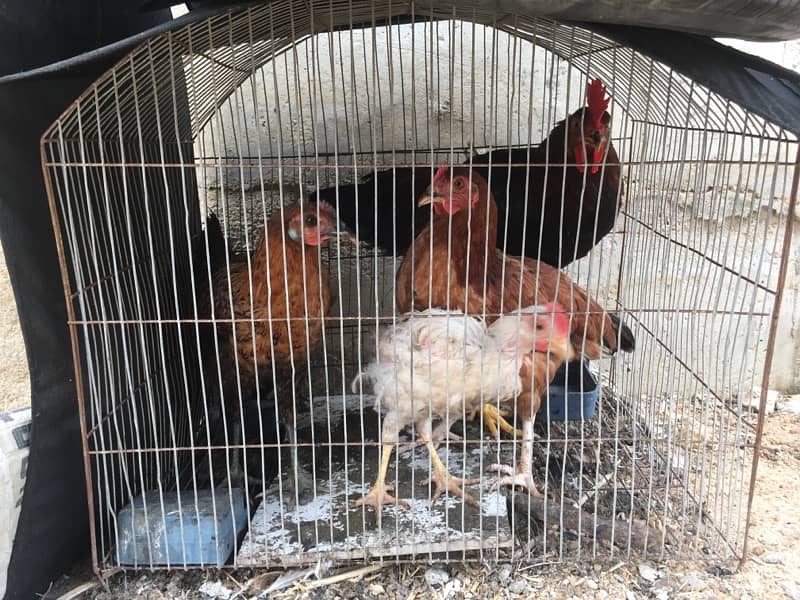 4 Hens for sale in good price 8