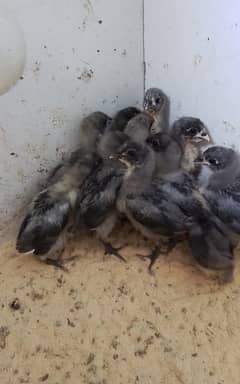 Blue Heritage Austrolorp Chicks/ Aseel Chicks/ Australorp