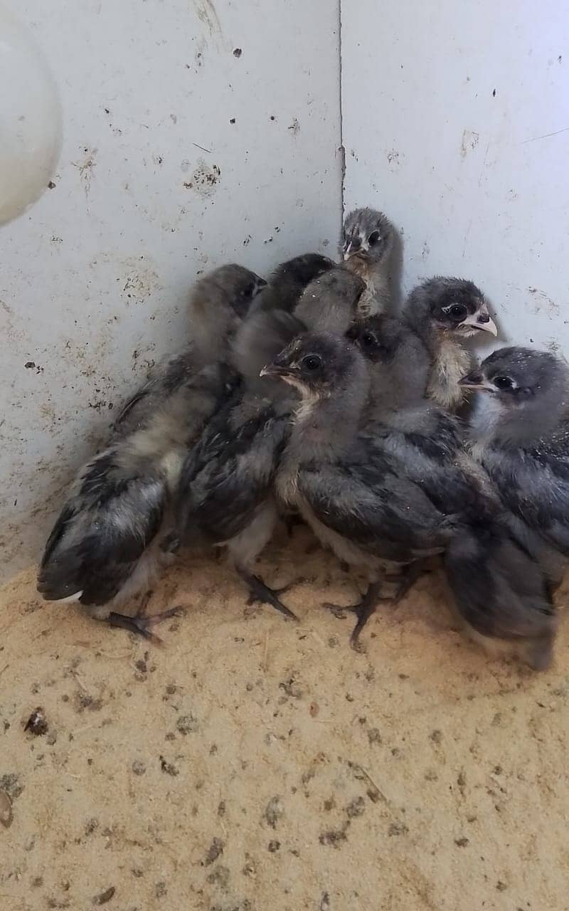 Blue Heritage Austrolorp Chicks/ Aseel Chicks/ Australorp 0