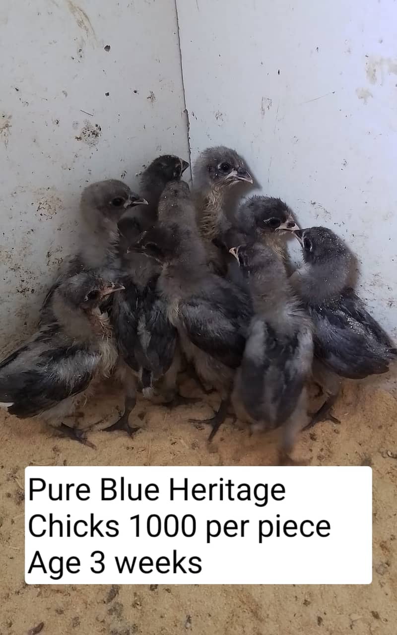 Blue Heritage Austrolorp Chicks/ Aseel Chicks/ Australorp 1