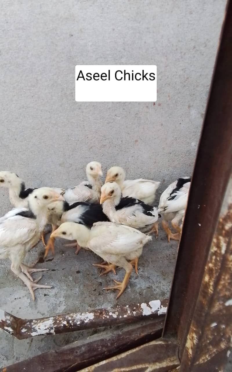 Blue Heritage Austrolorp Chicks/ Aseel Chicks/ Australorp 3