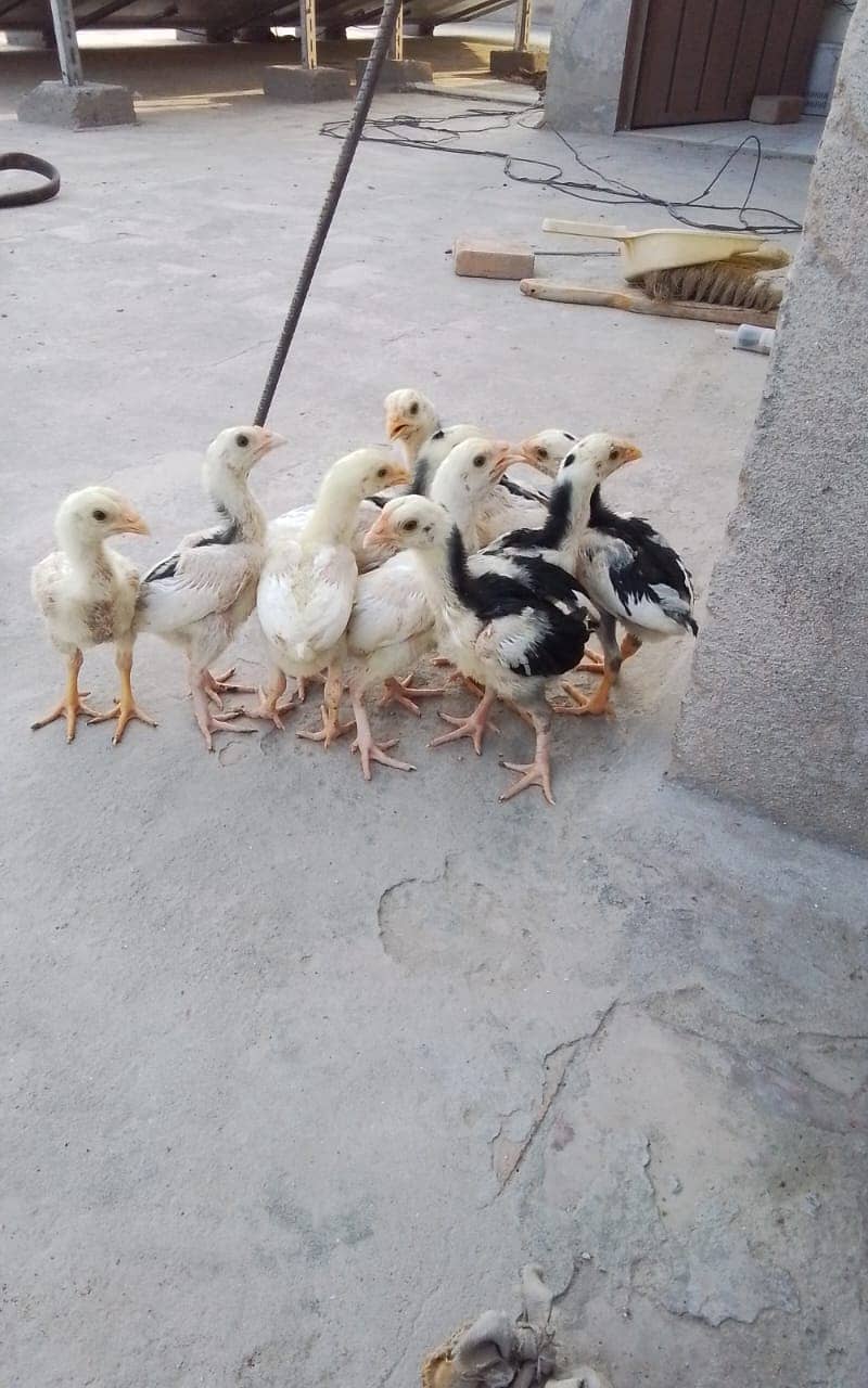 Blue Heritage Austrolorp Chicks/ Aseel Chicks/ Australorp 5