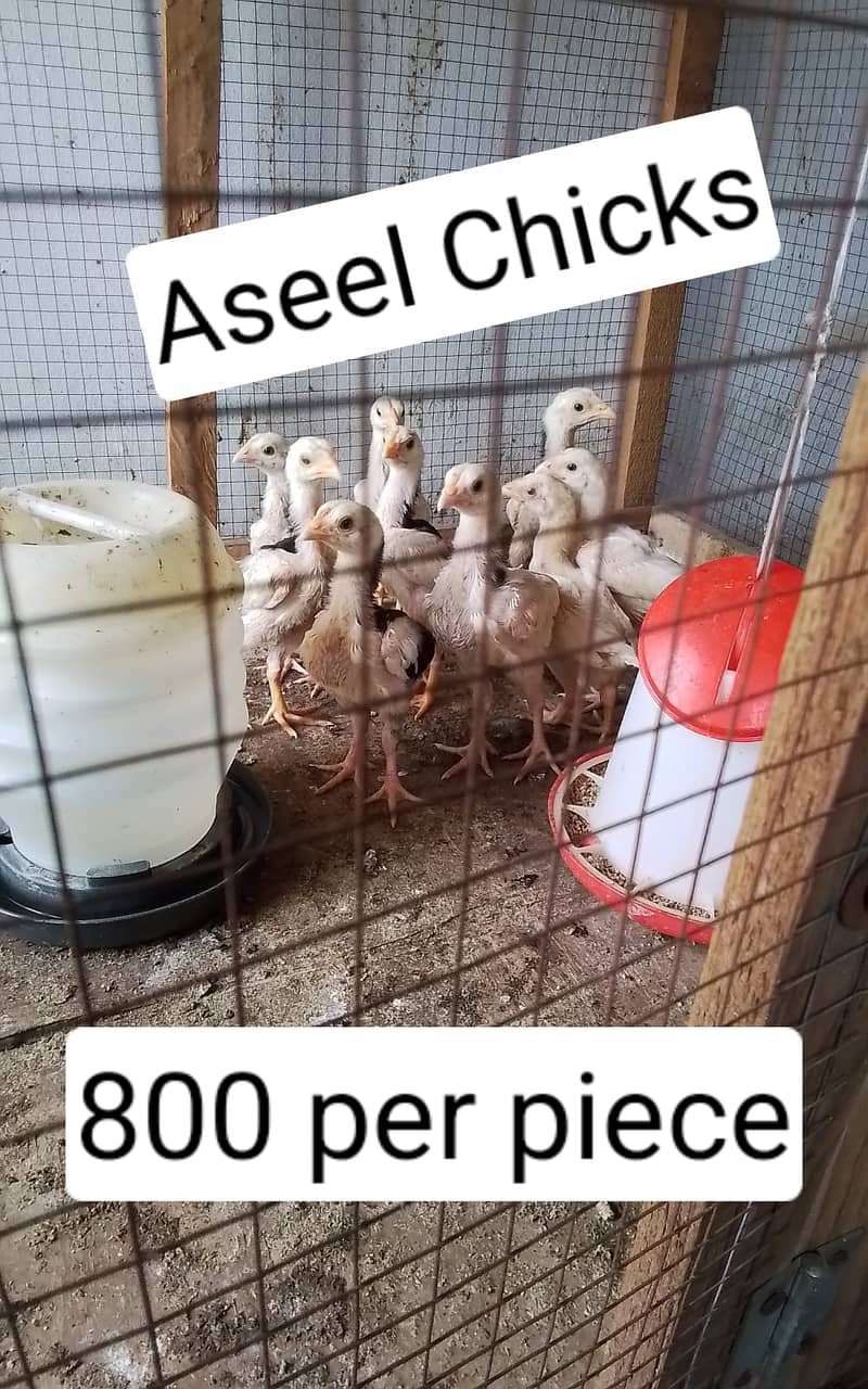 Blue Heritage Austrolorp Chicks/ Aseel Chicks/ Australorp 6