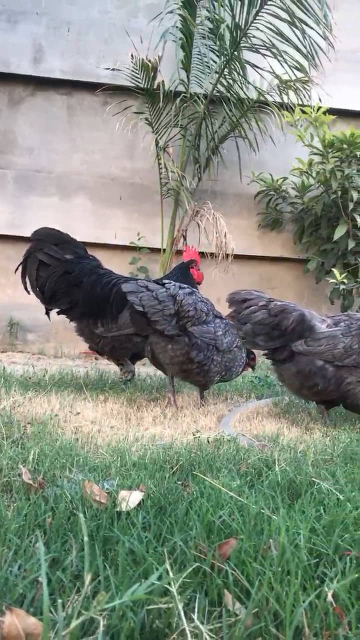 Australorp hertiage chicks 0