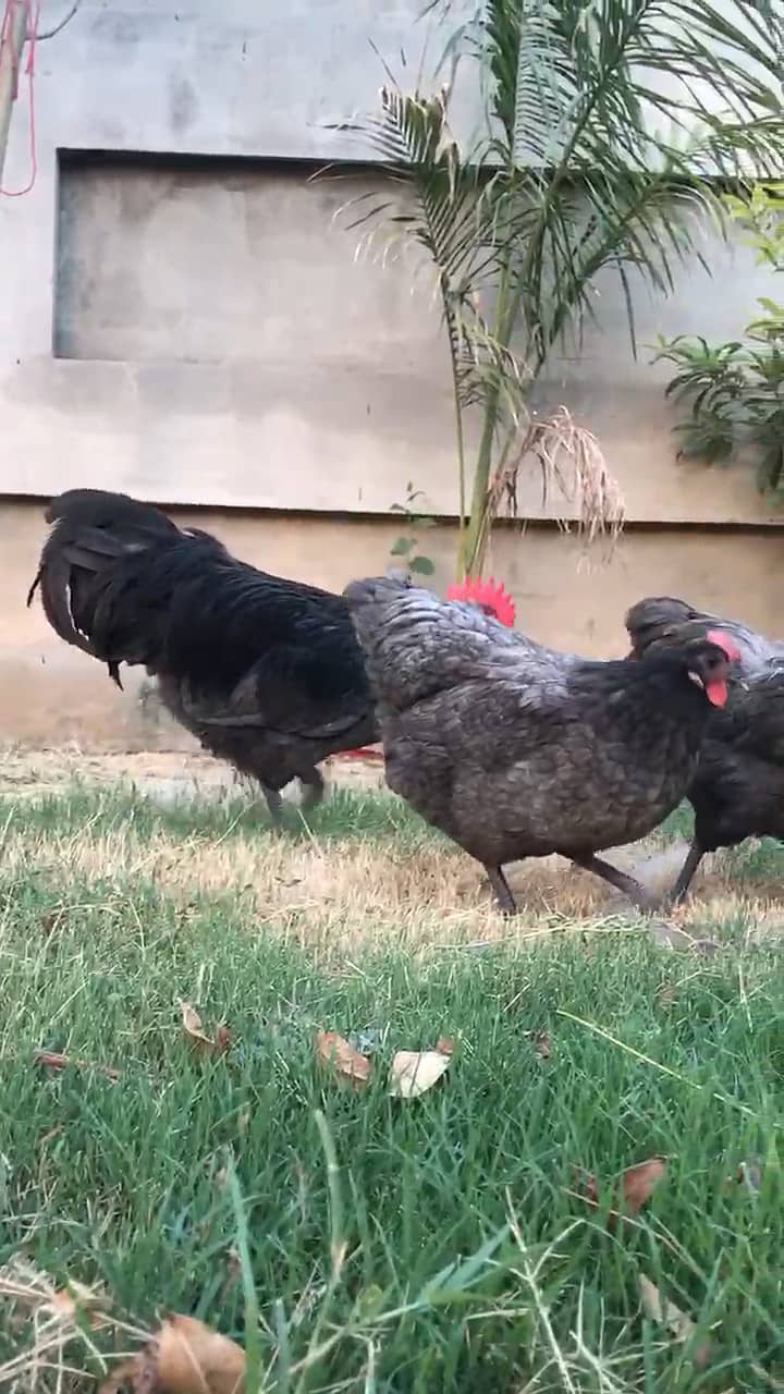 Australorp hertiage chicks 2