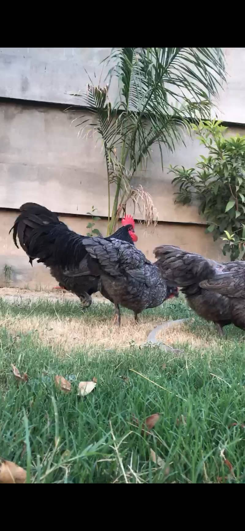 Australorp hertiage chicks 3