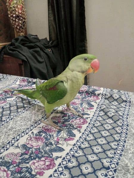 Pahari kashmiri raw parrot 0