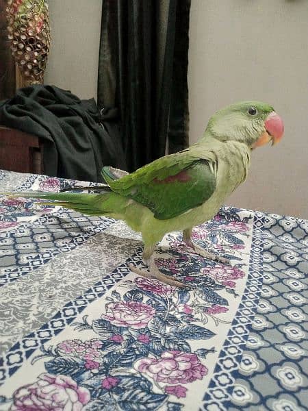 Pahari kashmiri raw parrot 1
