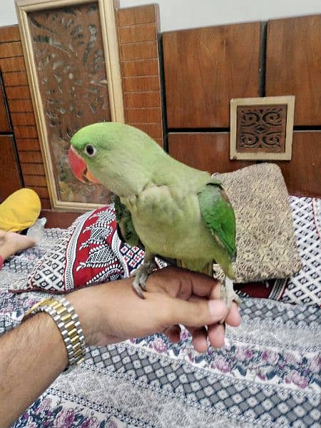 Pahari kashmiri raw parrot 3