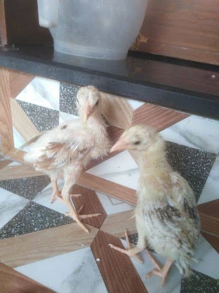 heera cross aseel chicks pair 0