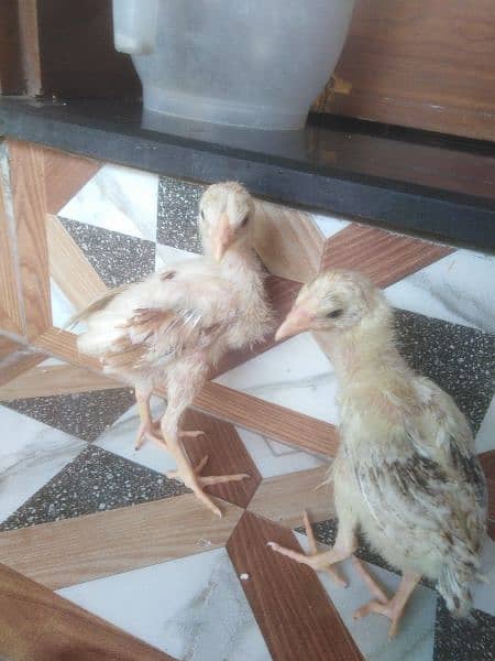 heera cross aseel chicks pair 1