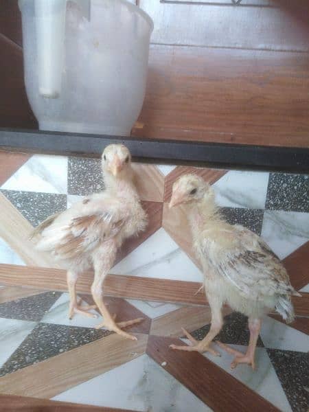 heera cross aseel chicks pair 2