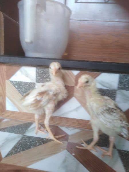 heera cross aseel chicks pair 3