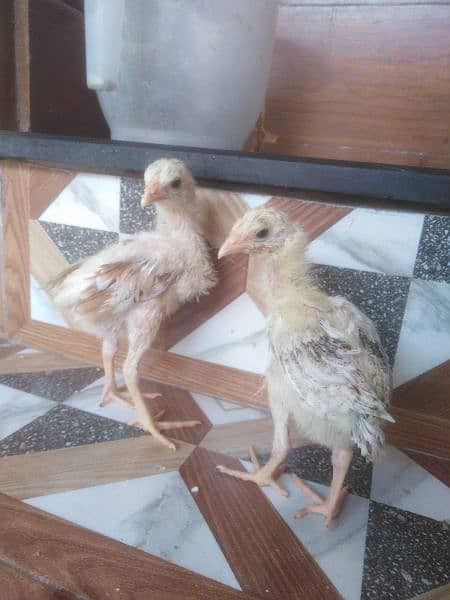 heera cross aseel chicks pair 4