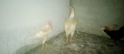 jagiri Heera male and female egg dene wali hai