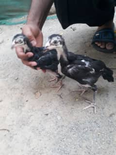 black aseel chicks pair