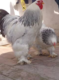 Light Brahma (Beautiful) Pair !!!