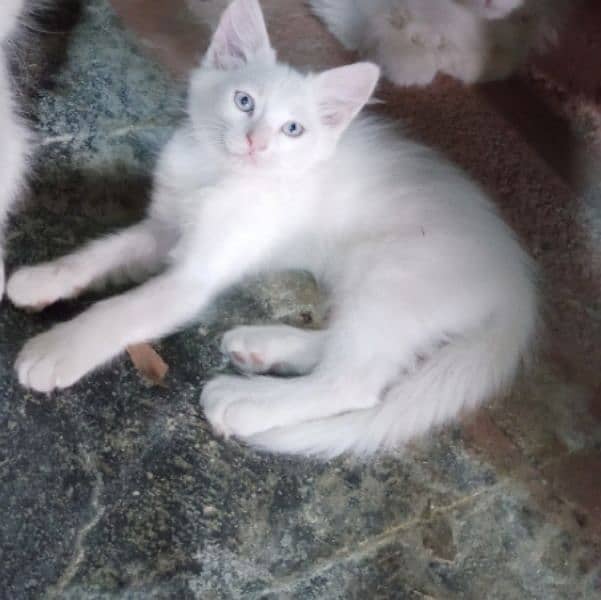 Persian kitten ready for new home 3