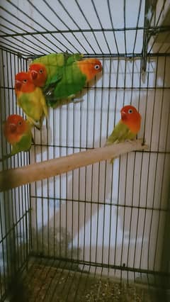 Lovebirds and Australian Breader pair and Pathay for sale