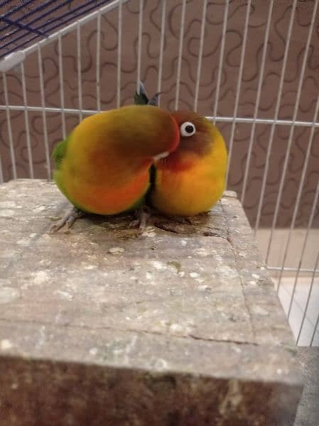 love bird breder 1