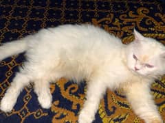 Persian Cat White beauty  Colour // Male // Whatsapp no 03145836400