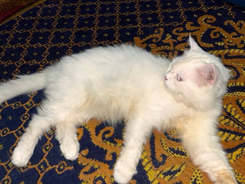 Persian Cat White beauty  Colour // Male // Whatsapp no 03145836400 1