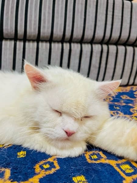 Persian Cat White beauty  Colour // Male // Whatsapp no 03145836400 2