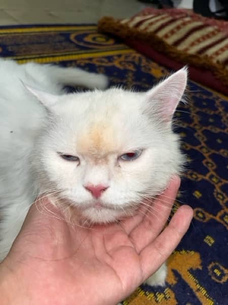 Persian Cat White beauty  Colour // Male // Whatsapp no 03145836400 3