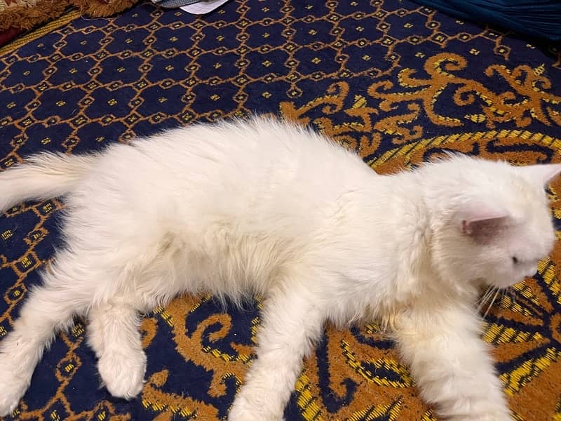 Persian Cat White beauty  Colour // Male // Whatsapp no 03145836400 5
