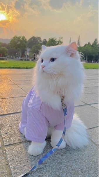Persian Cat White beauty  Colour // Male // Whatsapp no 03145836400 6