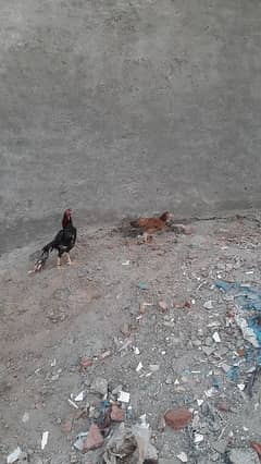 Aseel Pair for sale 0