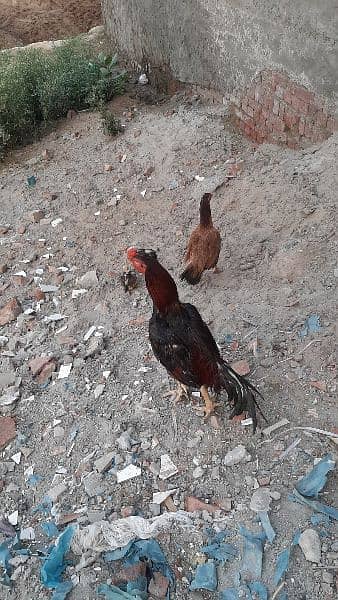 Aseel Pair for sale 4