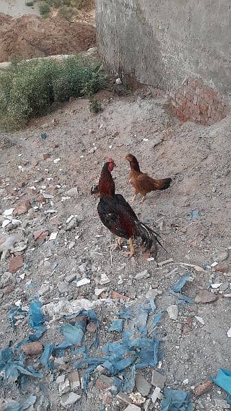 Aseel Pair for sale 5