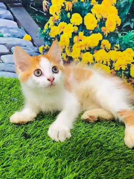 punch face triple Cote kitten cat male feamle 2