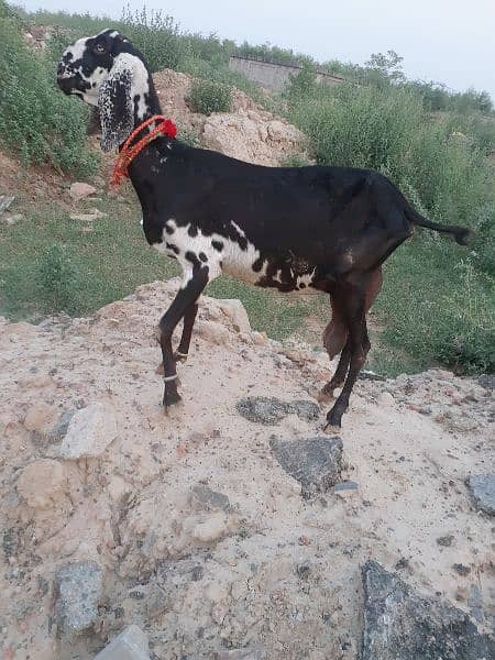 Bakri Balck daby 1