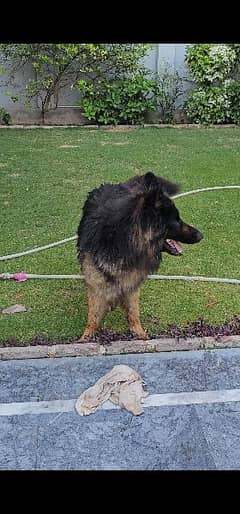 German Shepherd Triple Coat