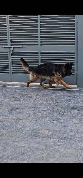 German Shepherd Triple Coat 1