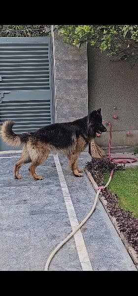 German Shepherd Triple Coat 2