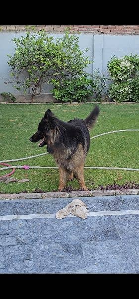 German Shepherd Triple Coat 3