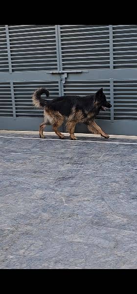 German Shepherd Triple Coat 5