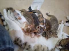 kittens for for sale Pakistani cats for 50rs