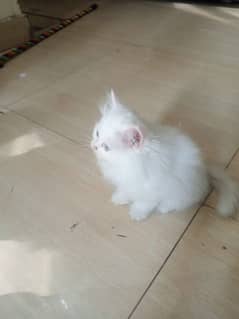 Persian kitten for sale triple code