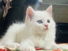 Persian ODD Eyes Cat (With Complete Package)