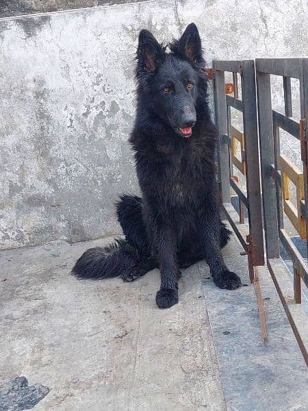 Long cort black German shepherd male for sale 0